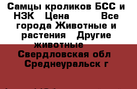 Самцы кроликов БСС и НЗК › Цена ­ 400 - Все города Животные и растения » Другие животные   . Свердловская обл.,Среднеуральск г.